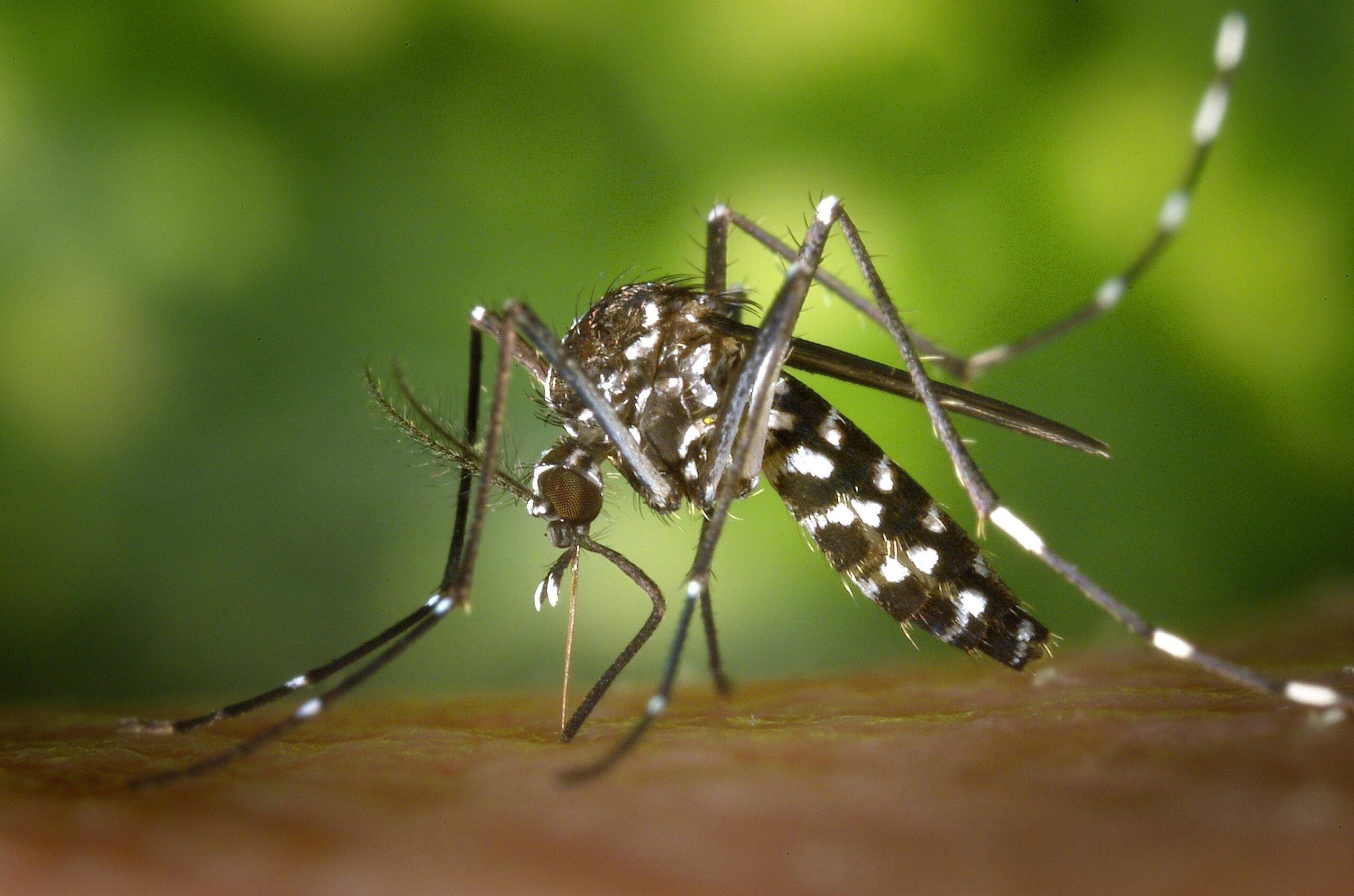 Dengue: Entenda os Sintomas, Cuidados e Verdades Sobre a Doença